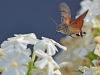 Hummingbird Hawkmoth