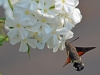 Hummingbird Hawkmoth