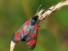 Scotch Burnet Moth