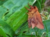 Orange Swift Moth