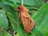 Orange Swift Moth