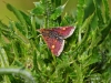 Pyrausta aurata