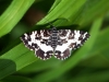 Argent & Sable Moth