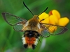 Narrow Bordered Bee Hawkmoth