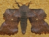 Poplar Hawkmoth