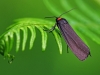 Red-Headed Footman