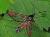 Red Tipped Clearwing