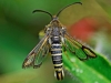 Six Belted Clearwing