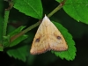 Straw Dot Moth