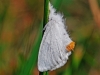 Yellow-Tail Moth