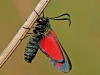 Six Spot Burnet