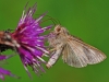 Silver Y Moth