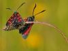 Six Spot Burnets