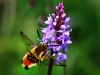 Narrow Bordered Bee Hawkmoth