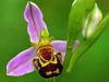 Bee Orchid