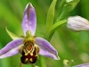 Bee Orchid