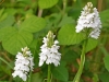 Common Spotted Orchid (white form)