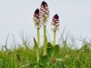 Burnt Tip Orchid