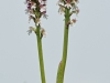 Burnt Tip Orchid