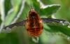Bee-Fly