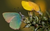 Green Hairstreak