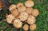 Shaggy Pholiota (Pholiota squarrosa)