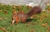 Red Squirrel