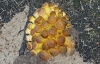 Honey Fungus (Armillaria mellea)