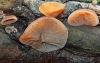 Jelly Ear