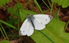 Green Veined White