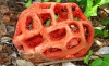 Red Cage Fungus (Clathrus ruber)