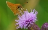 Essex Skipper