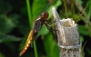 Broad Bodied Chaser (female)