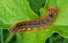 Drinker Moth Caterpillar