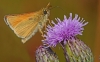 Essex Skipper