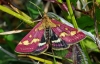 pyrausta pupuralis (micro moth)