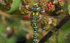 Southern Hawker