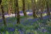 Duncliffe Wood