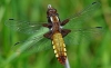 Broad Bodied Chaser (female)