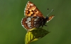 Duke Of Burgundy