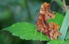 Comma