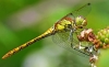 Common Darter (female)