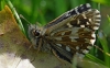 Grizzled Skipper