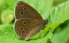 Ringlet