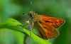 Large Skipper