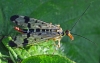 Scorpion Fly