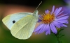Large White