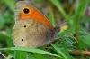 Meadow Brown