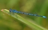 Azure Damselfly