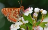 Marsh Fritillary